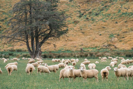 Flock of sheeps grazing in green farm in New Zealand, Green color tone effected.の写真素材
