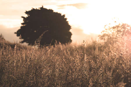 Brown grassland with sunset lightの写真素材