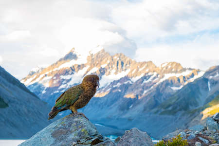 Kia Bird stand on the rock beside the glacier lake in Mt Cook National park, Hook Valley, South Island, New Zealandの写真素材