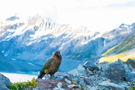 Kia Bird stand on the rock beside the glacier lake in Mt Cook National park, Hook Valley, South Island, New Zealandの写真素材