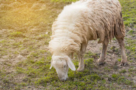 Brown sheep walking and seeking for grass to eat at farm.の写真素材