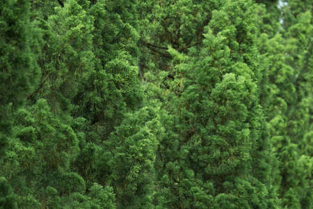 Depth of field shot, close up, green leafs on christmas tree branch.の写真素材