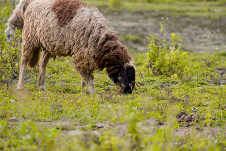 Brown sheep walking and seeking for grass to eat at farm.の写真素材