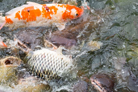 A group of various of fish seeking for food on the surface of the lake.の写真素材