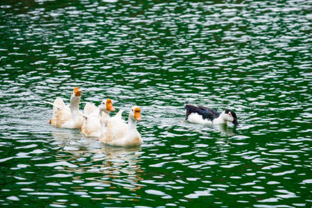 White ducks swimming on the green lake seeking for food.の写真素材