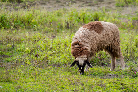Brown sheep walking and seeking for grass to eat at farm.の写真素材