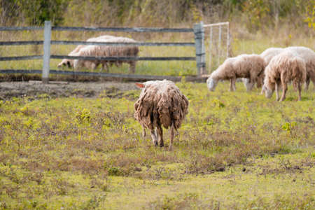 Brown sheeps walking to farm gate at farmland in the mountain.の写真素材