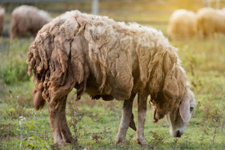 Dirty and brown sheep walking on green field in farm.の写真素材