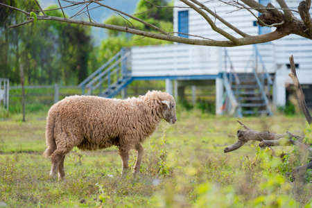 Brown sheep walking and seeking for grass to eat at farm.の写真素材