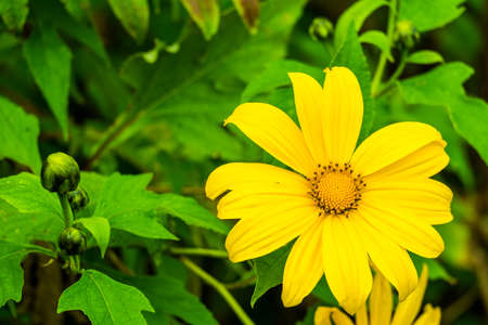 Japanese sunflower; growing on high mountain; Phu chi fa; Thailand