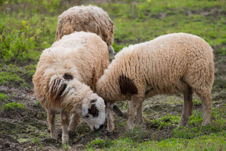 Brown sheeps walking and seeking for grass to eat at farm.の写真素材