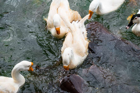 White ducks swimming on the green lake seeking for food.の写真素材