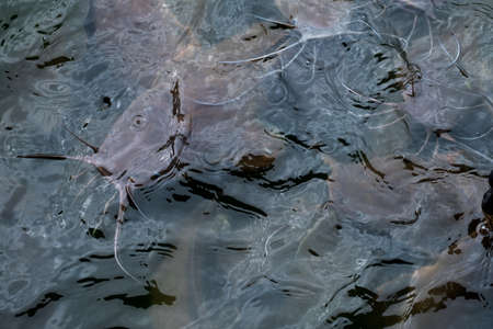 A group of big catfishs seeking for food on the surface of the lake.の写真素材
