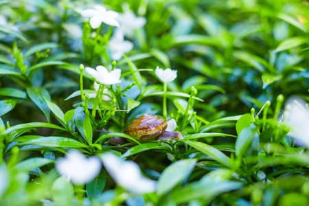 Depth of field shot, Animal snail with brown shell climbing and looking for food to eat on flower's...