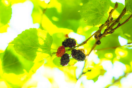 Fresh red and blue mullberry on the tree with green and yellow leafs. look up view, Nature light...