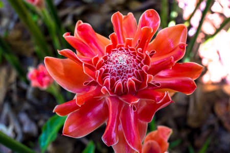 Close up, Beautiful Thai red flower in nature, show the detail of the flower.の写真素材