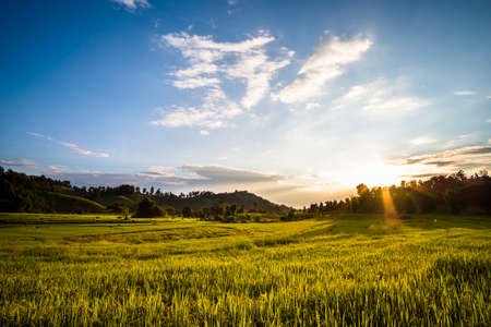 Beautiful landscape at rice field. Yellow rice waiting for harvest season among in the nature with blue sky at sunset.の写真素材