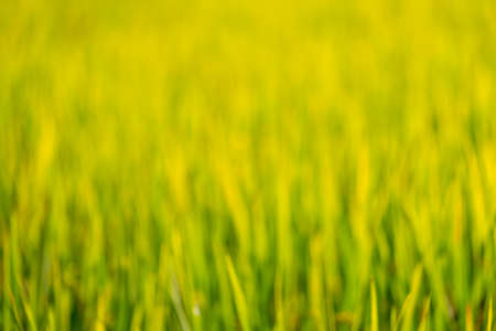 Abstract background, Blur shot of Thailand agriculture, Yellow golden rice growing in the farm land.