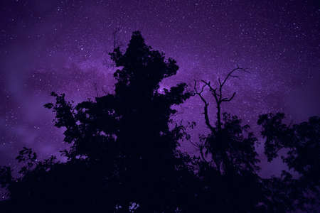 Long exposure and High ISO shot of star over silhouette of tree at night.  Purple tone effect.の写真素材