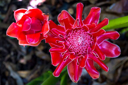 Close up, Beautiful Thai red flower in nature, show the detail of the flower.の写真素材