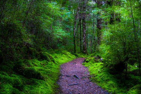 Walking path in a beautiful green nature with the trees covered with moss in the rainforest.