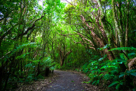 Walking path in a beautiful green rainforest.