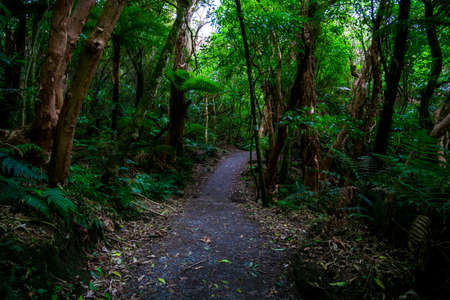 Walking path in a beautiful green rainforest.