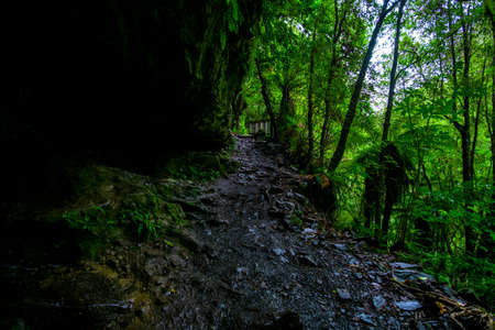 Walking path in a beautiful green rainforest.の写真素材