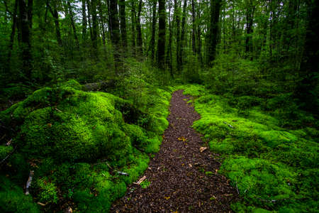 Walking path in a beautiful green nature with the trees covered with moss in the rainforest.の写真素材
