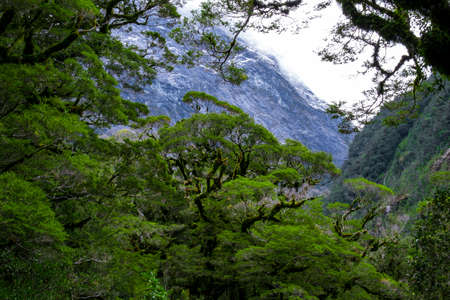 Green tree in the nature with snow mountainの写真素材
