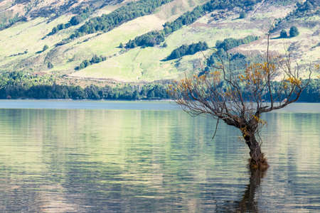 Tree on the lake at Glenorchyの写真素材