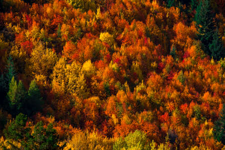 Beautiful colorful green yellow orange and red autumn trees forest on the hill.の写真素材