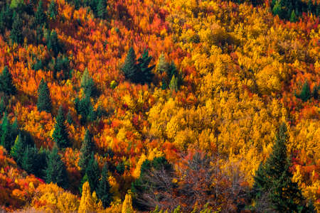 Beautiful colorful green yellow orange and red autumn trees forest on the hill.の写真素材