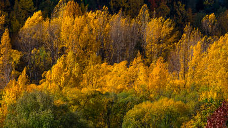 Beautiful colorful green yellow orange and red autumn trees forest on the hill.