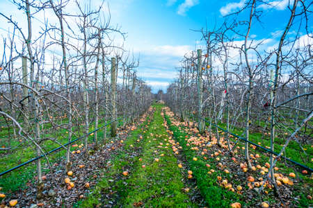 Apple orchard in autumn, winter season.の写真素材
