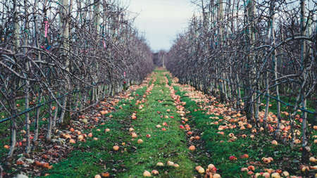 Apple orchard in autumn, winter season.の写真素材