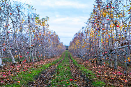 Apple orchard in autumn, winter season.の写真素材
