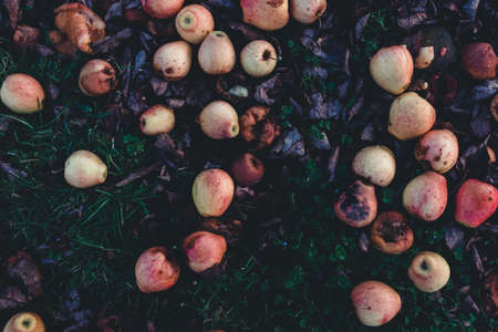Apple orchard in autumn, winter season. many rotten old apples on the ground. dramatic photography...