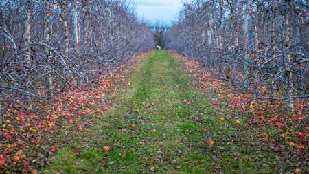 Apple orchard in autumn, winter season.の写真素材