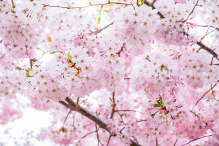 Beautiful full bloom cherry Blossom in the early spring season. Pink Sakura Japanese flower. Japanese Garden. A depth of field with bokeh photo style.の写真素材