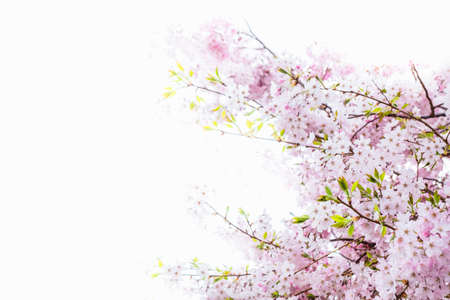Beautiful full bloom cherry Blossom in the early spring season. Pink Sakura Japanese flower....