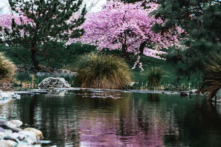 Miyazu Gardens, pink Sakura Japanese flower. Japanese Garden. Hard dark green photo effect style.