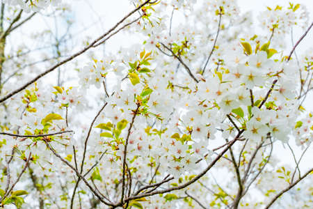 Beautiful full bloom cherry Blossom in the early spring season. White Sakura Japanese flower....