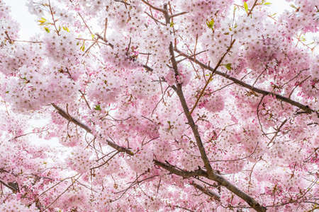 Beautiful full bloom cherry Blossom in the early spring season. Pink Sakura Japanese flower....