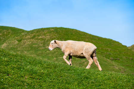 A sheep grazing on the green farm. Fresh sunny with a warm light day.の写真素材