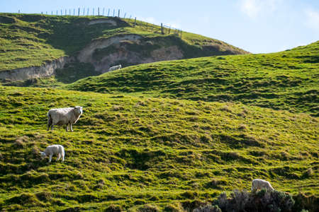 A flock of sheep grazing on the green farm. Fresh sunny with a warm light day.の写真素材