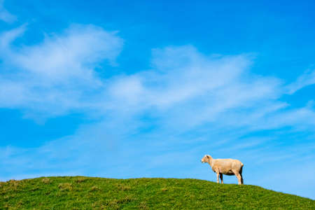 A sheep grazing on the green farm. Fresh sunny with a warm light day.の写真素材