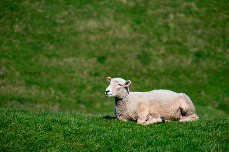A sheep grazing on the green farm. Fresh sunny with a warm light day.