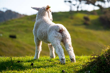 A sheep grazing on the green farm. Fresh sunny with a warm light day.の写真素材