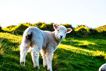 sheep grazing on the green farm. Fresh sunny with a warm light day. A sheep staring at the photographer.の写真素材
